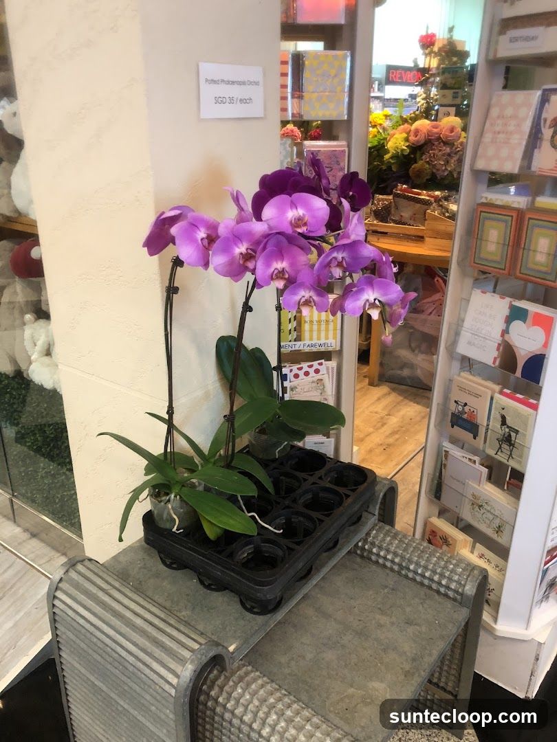Potted Orchid Display