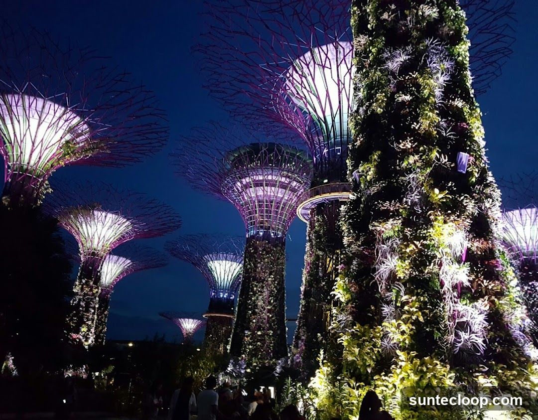 Gardens by the Bay Supertrees at Night