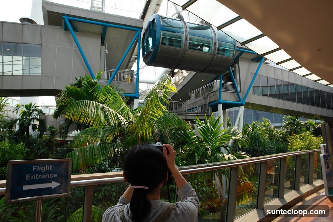 Ferris Wheel Station with Tropical Plants