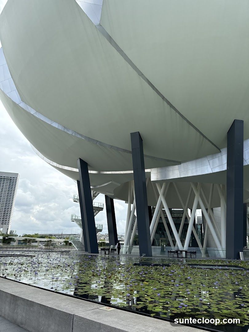 Water Lily Pond and Modern Architecture