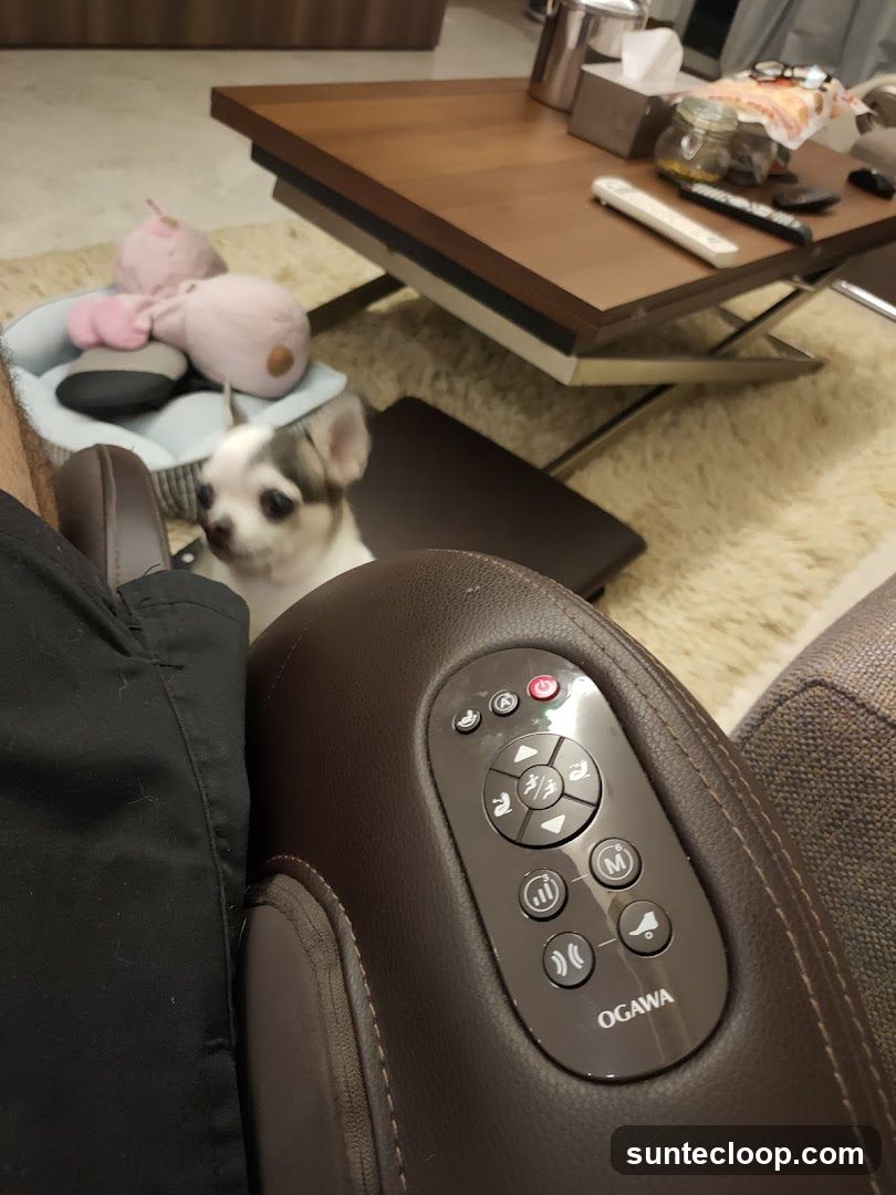 Massage Chair Remote and Puppy