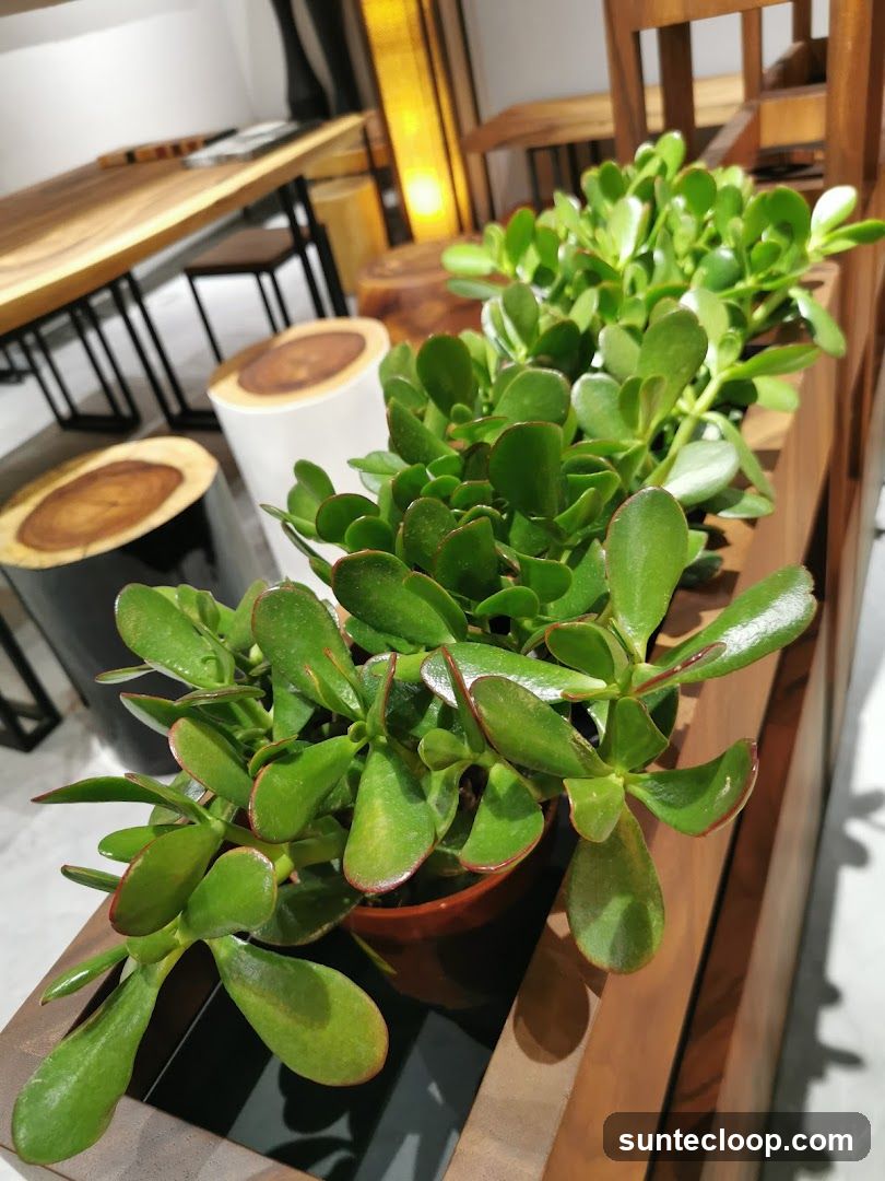 Jade plants on a wooden shelf