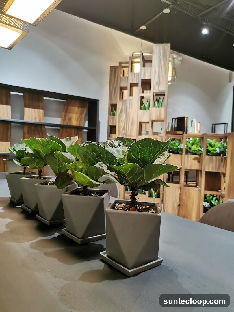 Potted Plants on Table