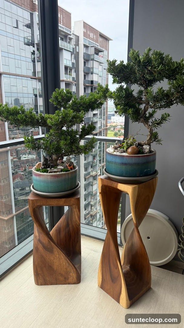Bonsai trees on wooden stands