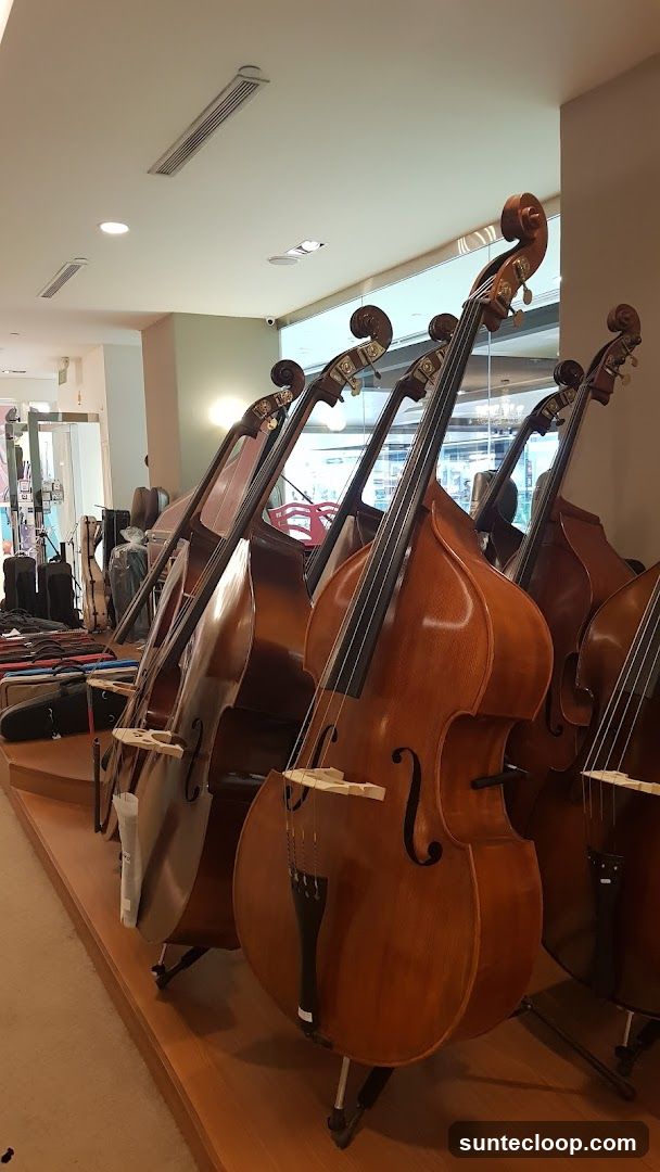 Double Basses on Display
