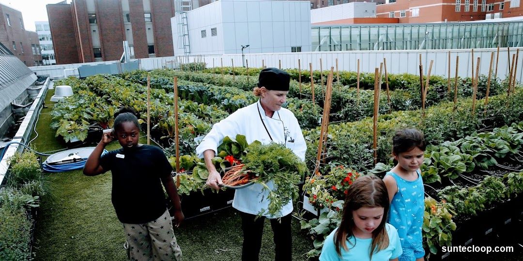 Rooftop Garden Harvest