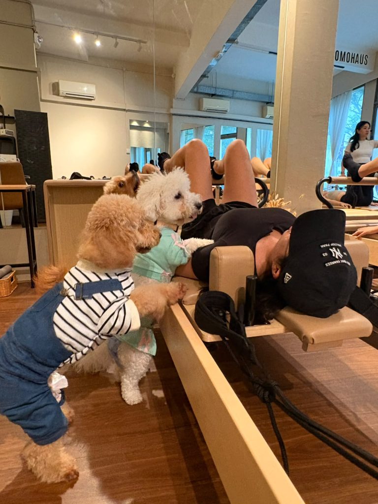 Yoga and pilates with pets at Not Another Pet Fair